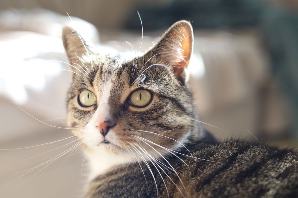 Kategorie für Katzen